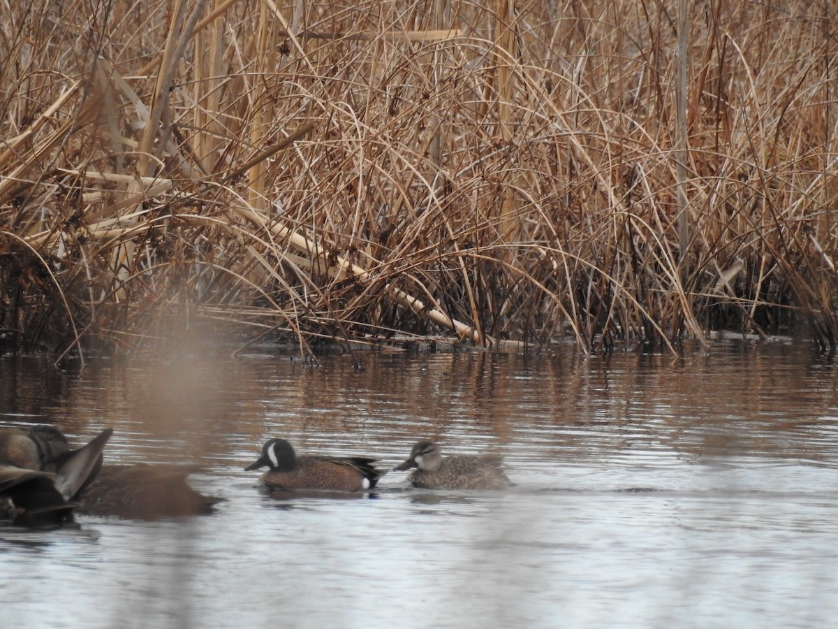 Blue-winged Teal - ML616180821
