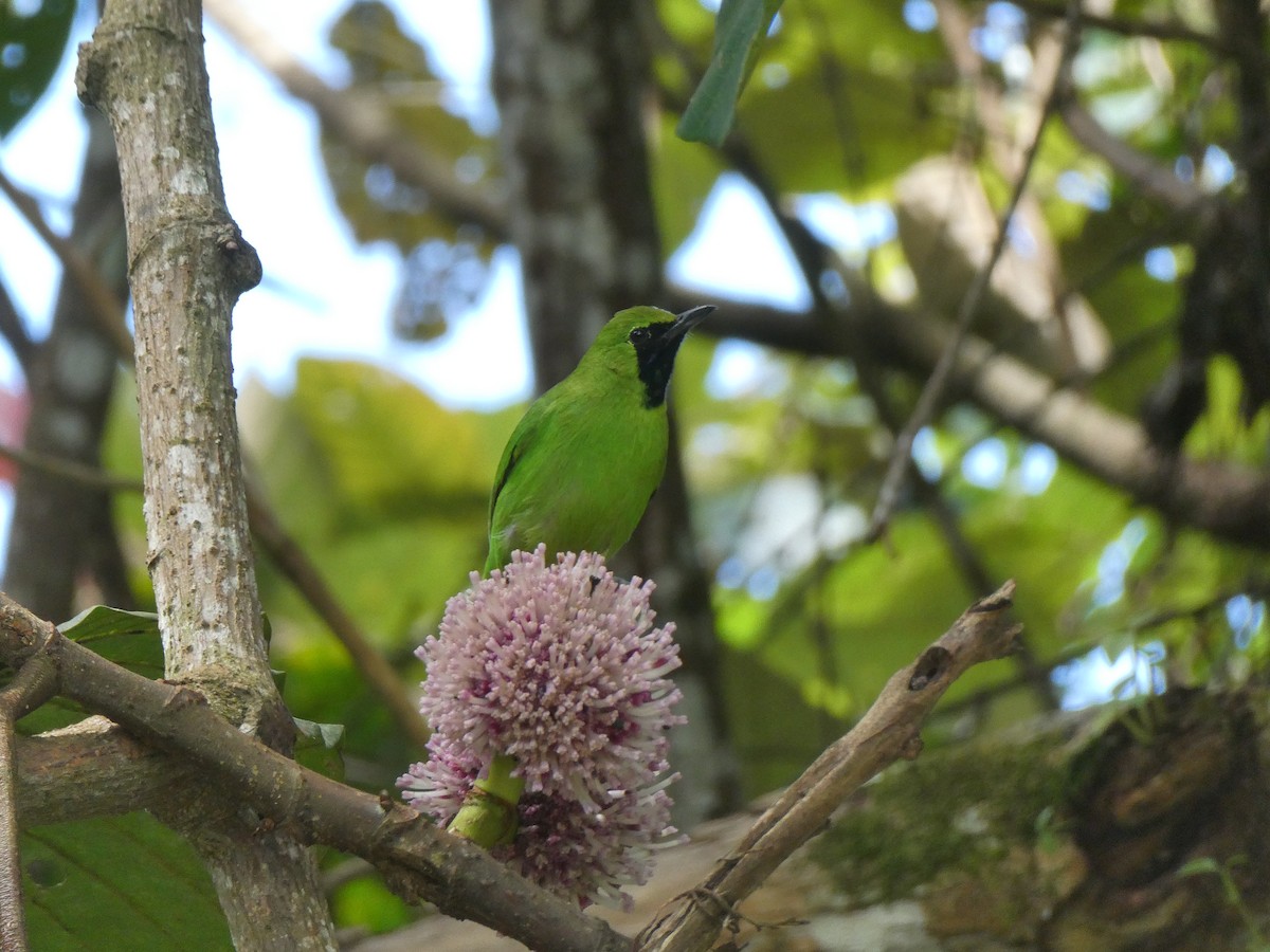 Lesser Green Leafbird - ML616180827