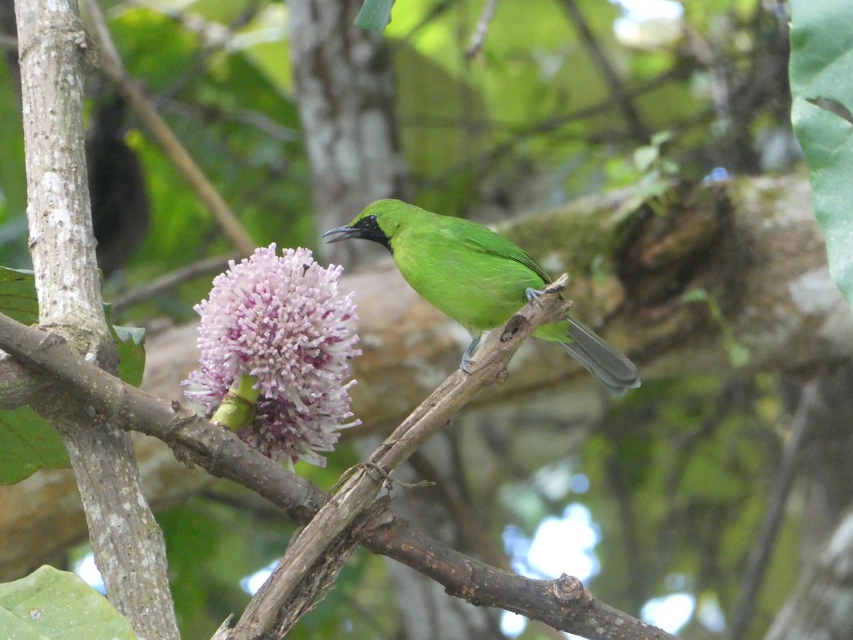 Lesser Green Leafbird - ML616180830