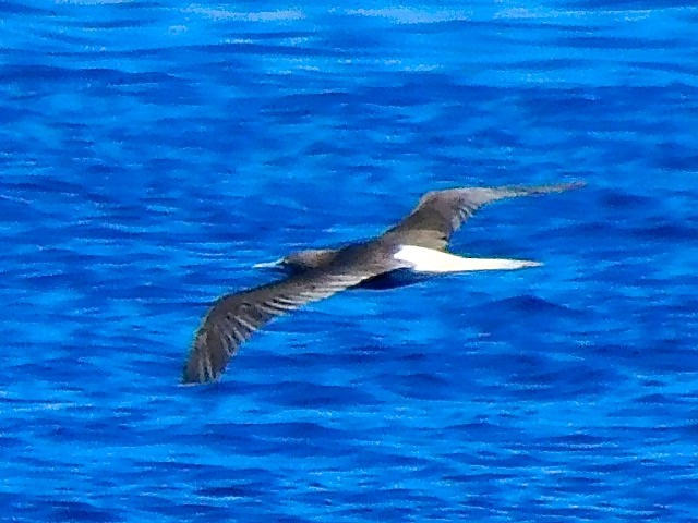 Brown Booby - ML616180879