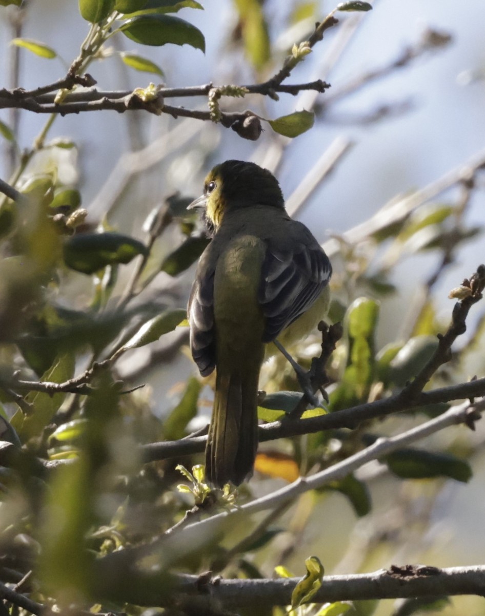 Orchard Oriole - ML616180900