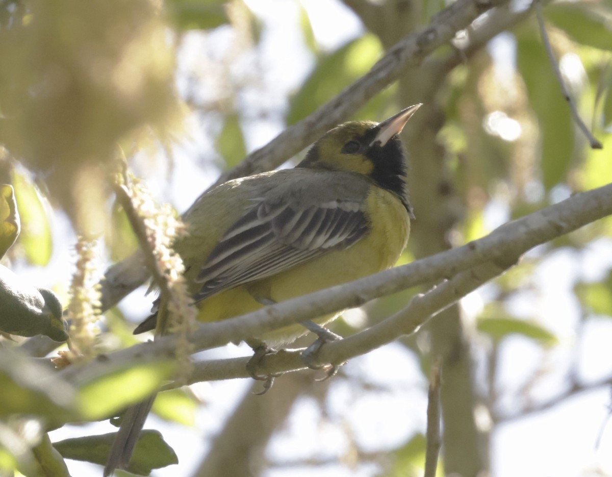 Orchard Oriole - ML616180902