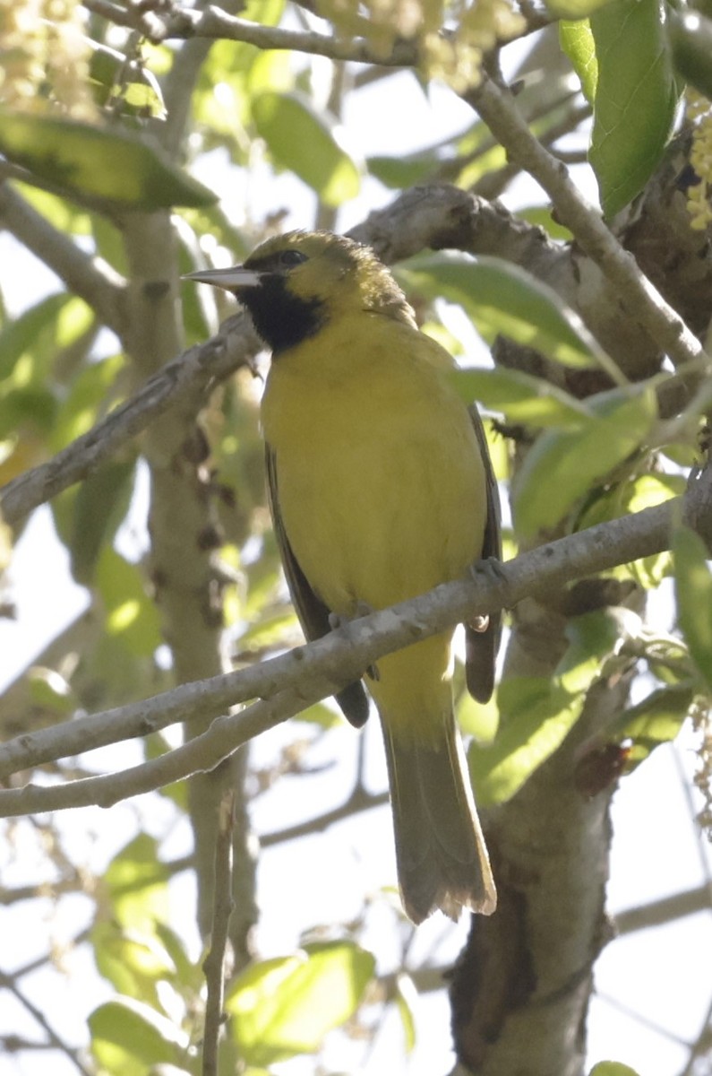 Orchard Oriole - ML616180903