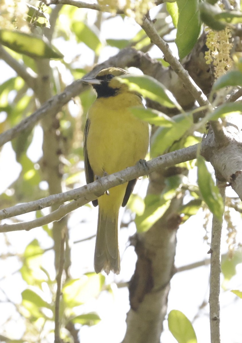 Orchard Oriole - ML616180904