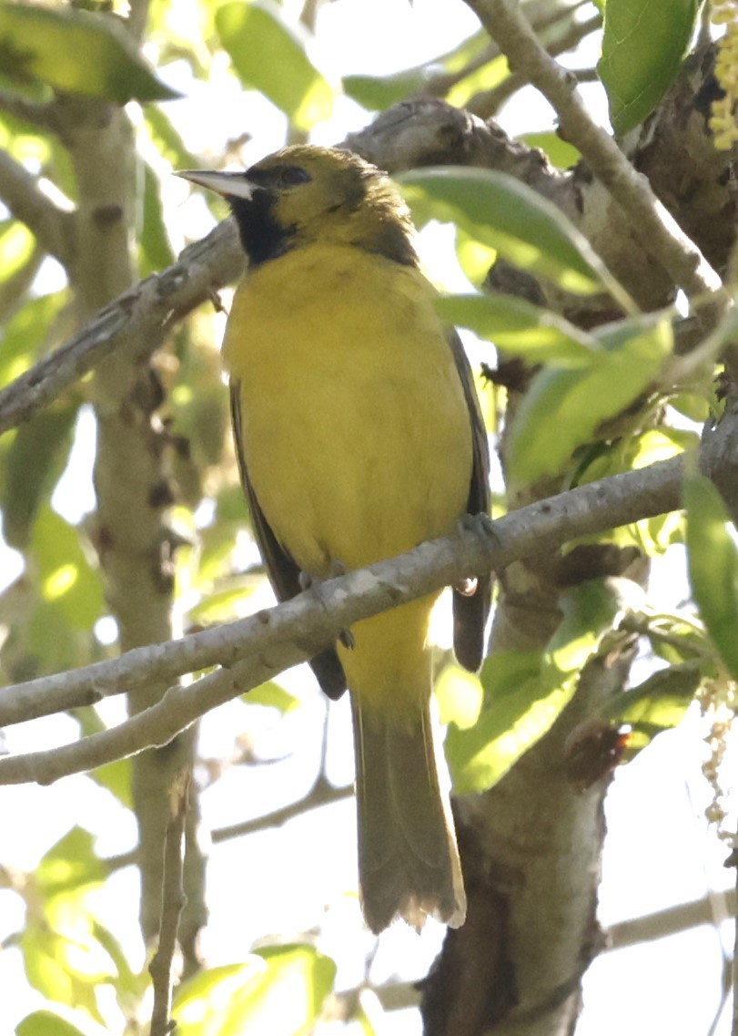 Orchard Oriole - ML616180905