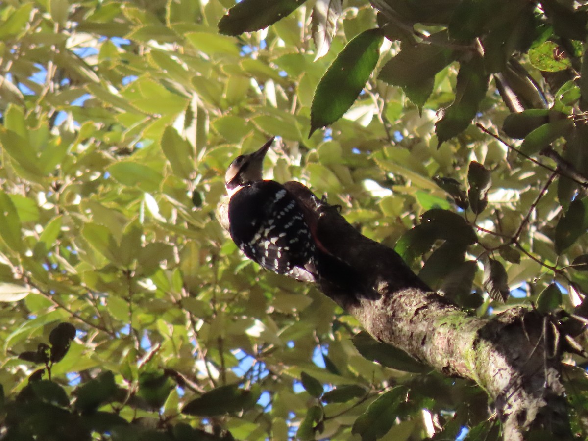 White-backed Woodpecker - Kyle Leader