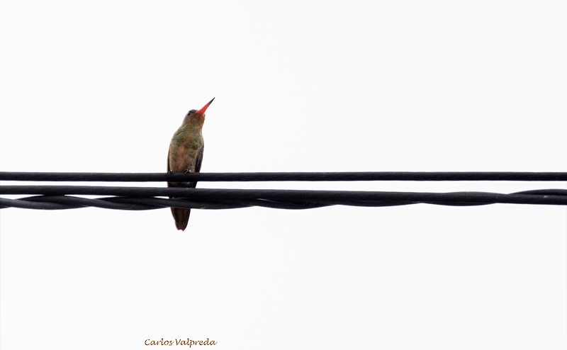 Gilded Hummingbird - Carlos Valpreda