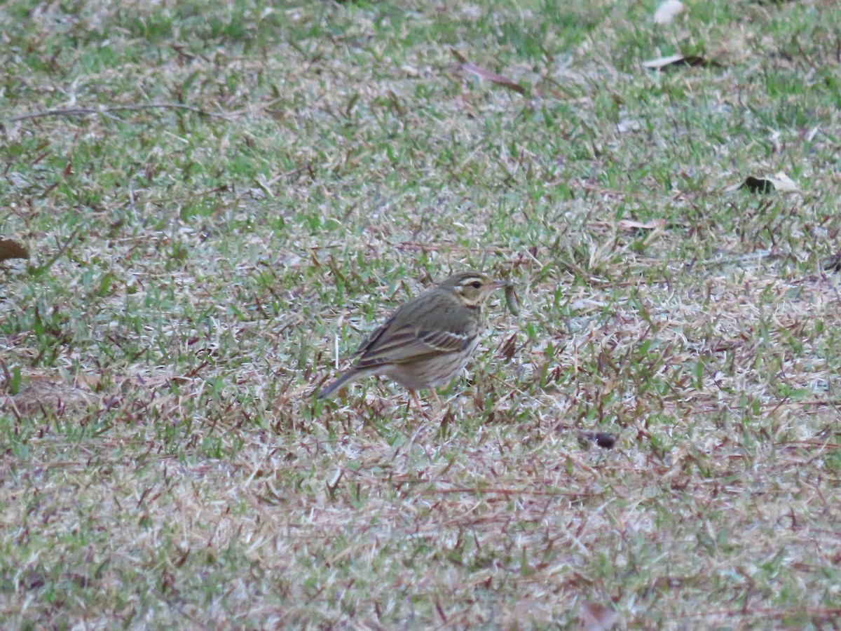 Olive-backed Pipit - ML616180966