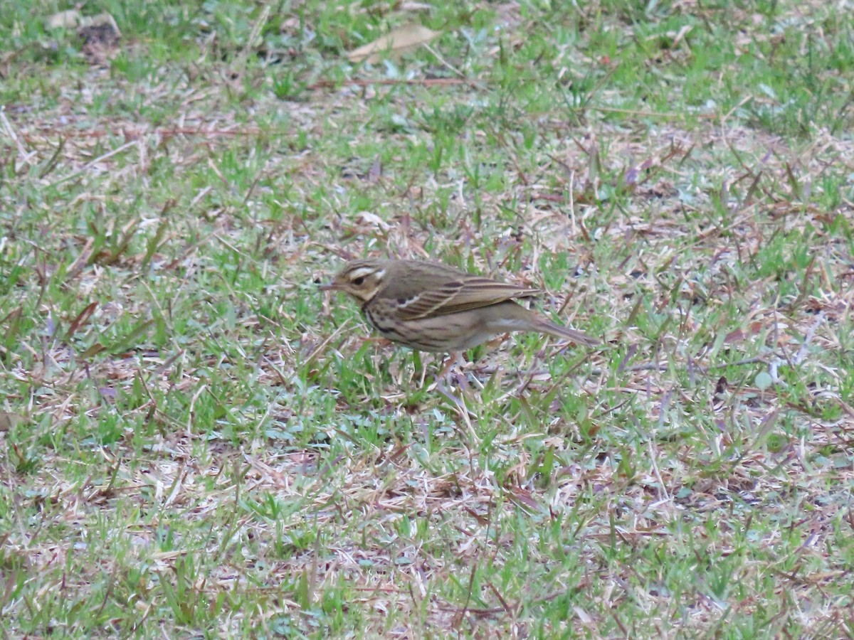 Olive-backed Pipit - ML616180967