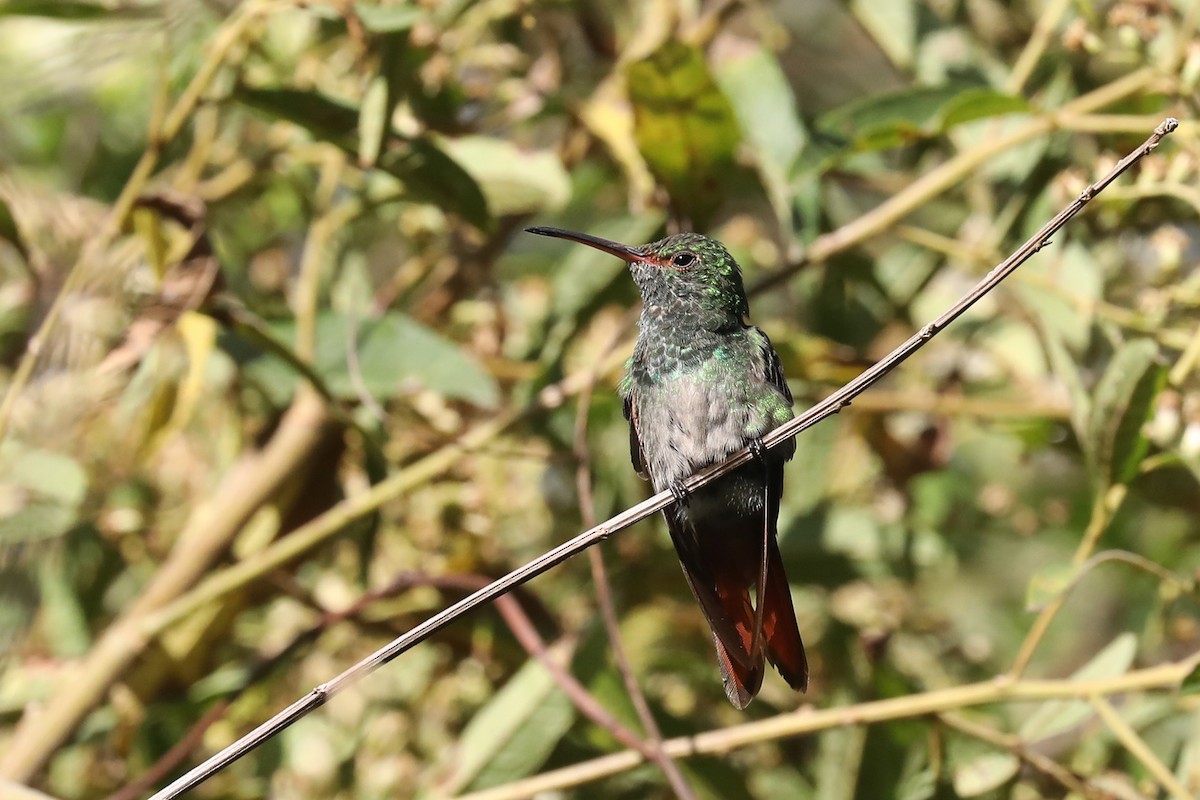 Rufous-tailed Hummingbird - Linda Widdop
