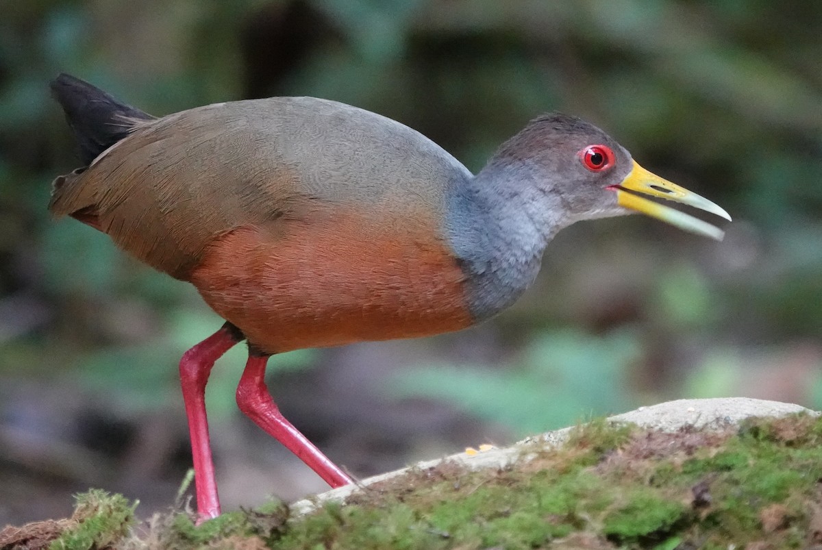 Gray-cowled Wood-Rail - Peter Blancher