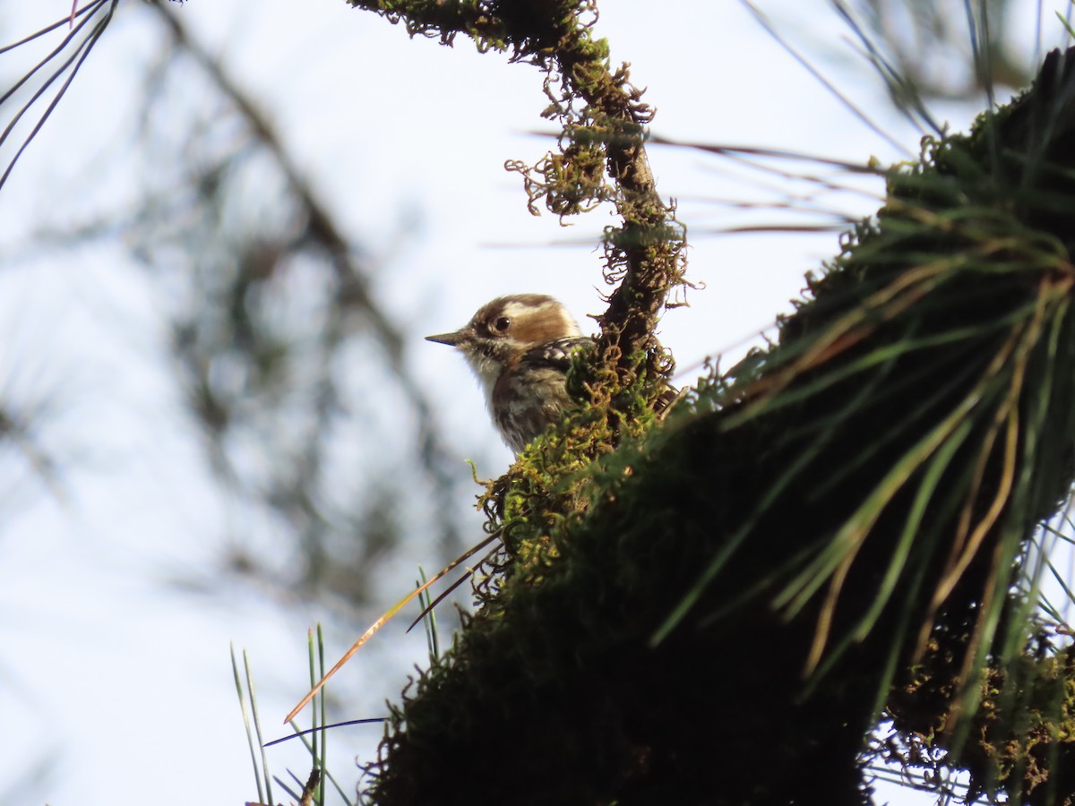 Japanese Pygmy Woodpecker - ML616180998