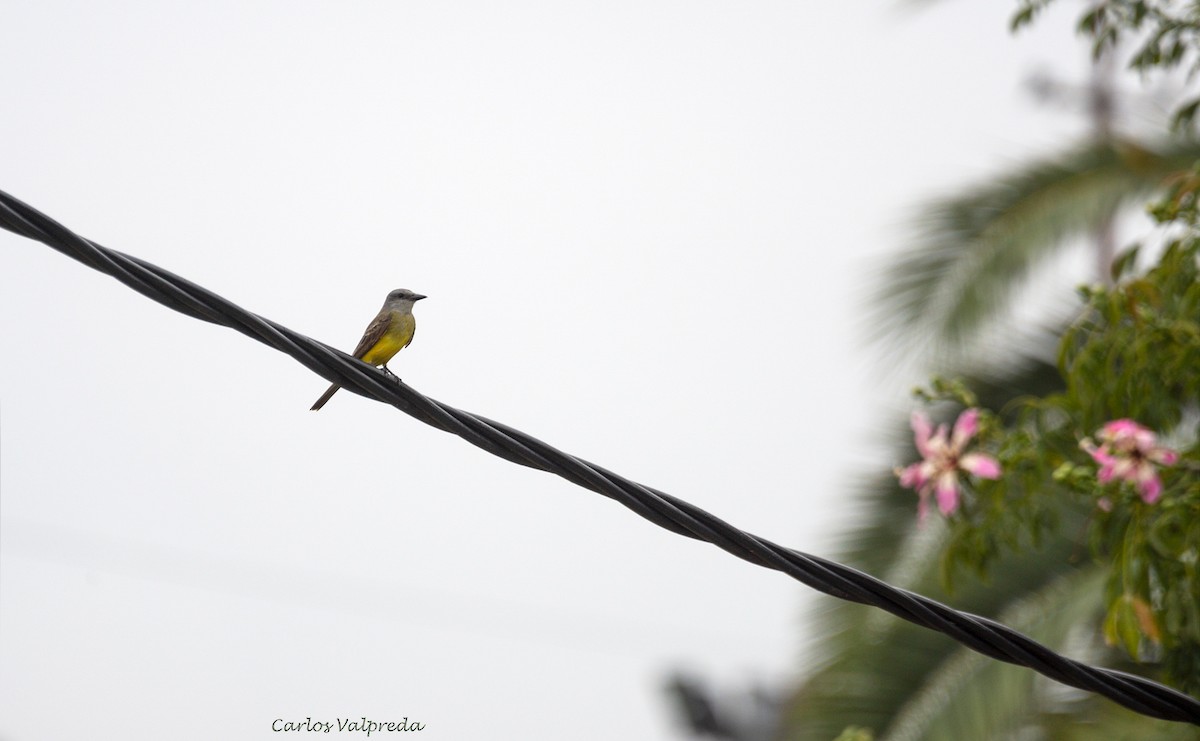 Tropical Kingbird - Carlos Valpreda