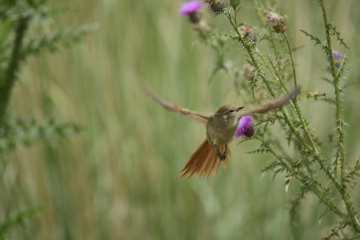 Brown-capped Tit-Spinetail - Eugenia Boggiano