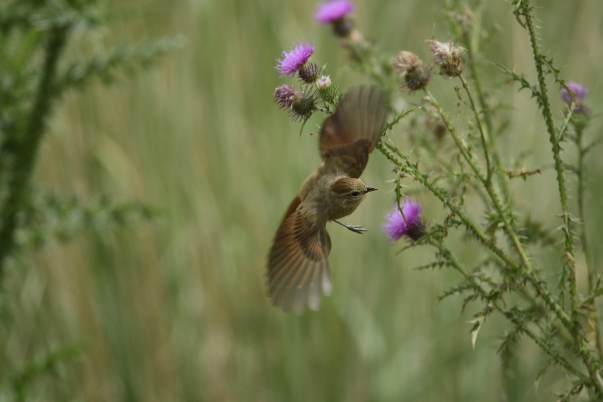 Brown-capped Tit-Spinetail - ML616181102