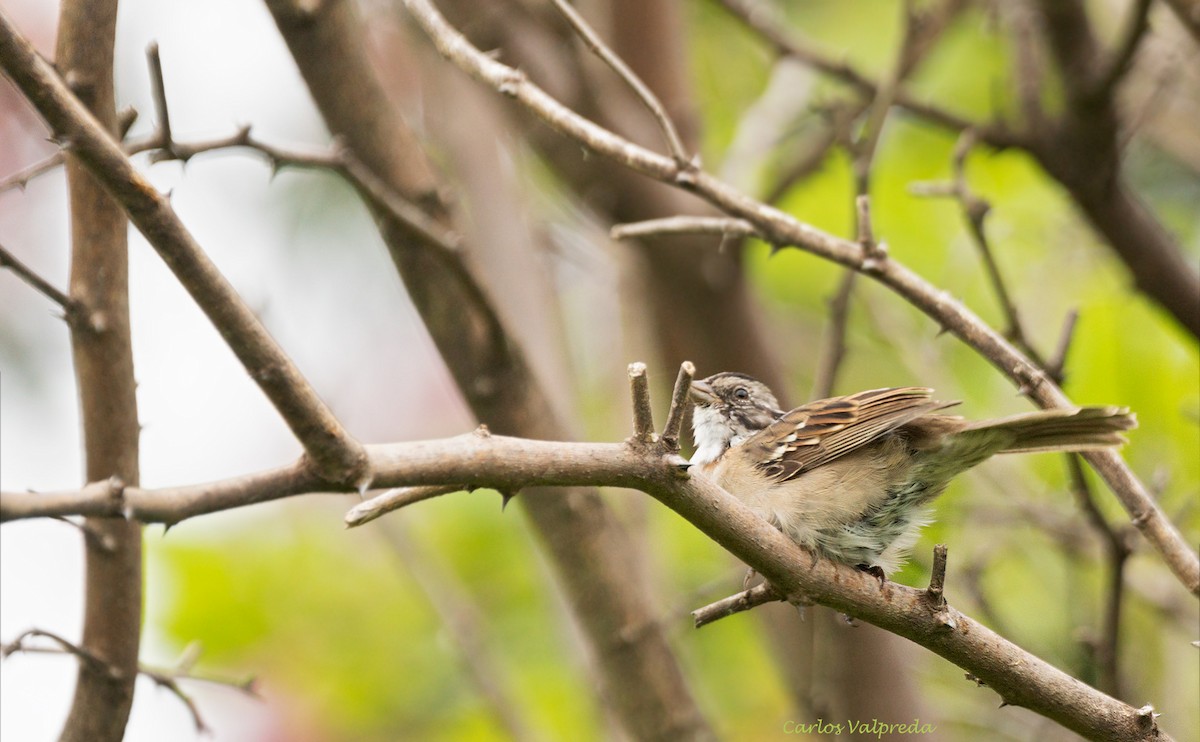 Rufous-collared Sparrow - ML616181103