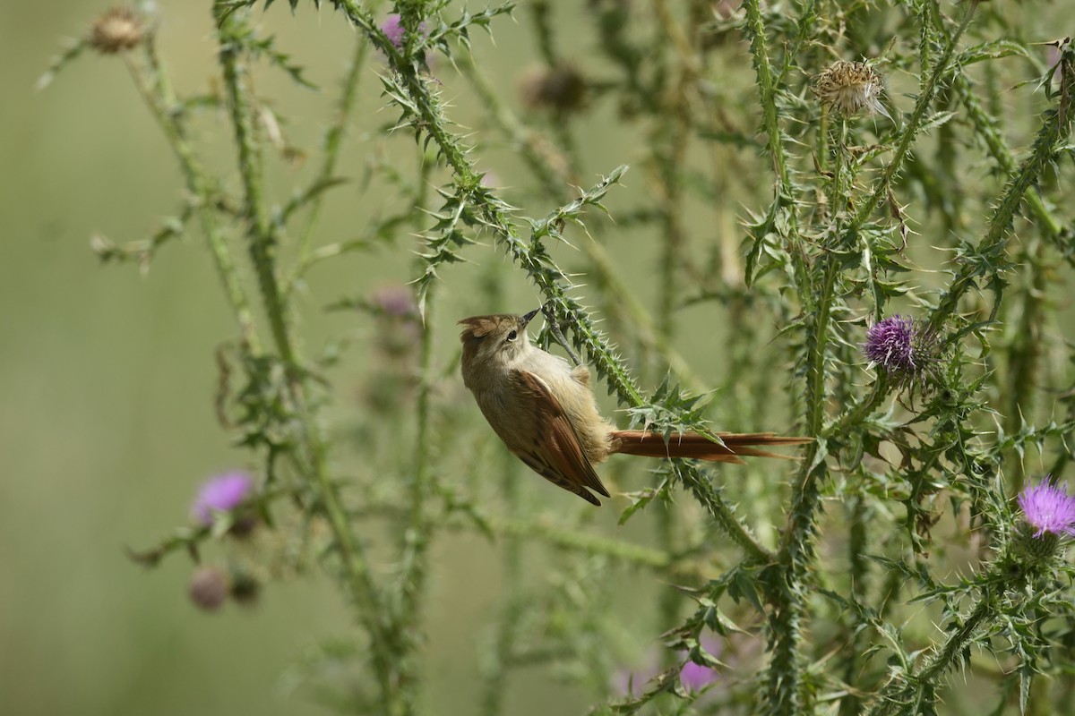 Brown-capped Tit-Spinetail - ML616181120