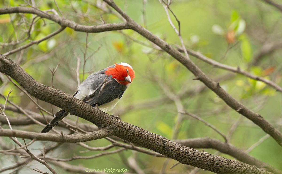 Red-crested Cardinal - Carlos Valpreda