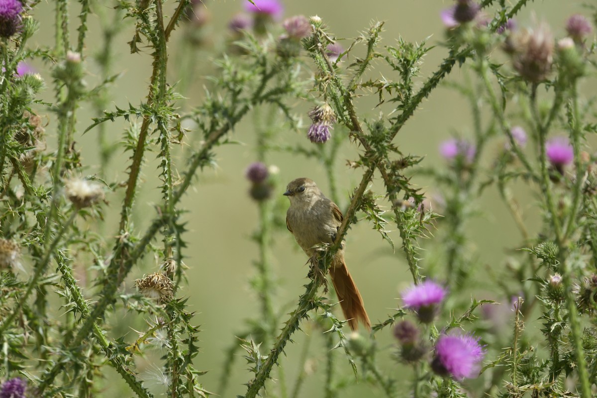 Brown-capped Tit-Spinetail - ML616181134