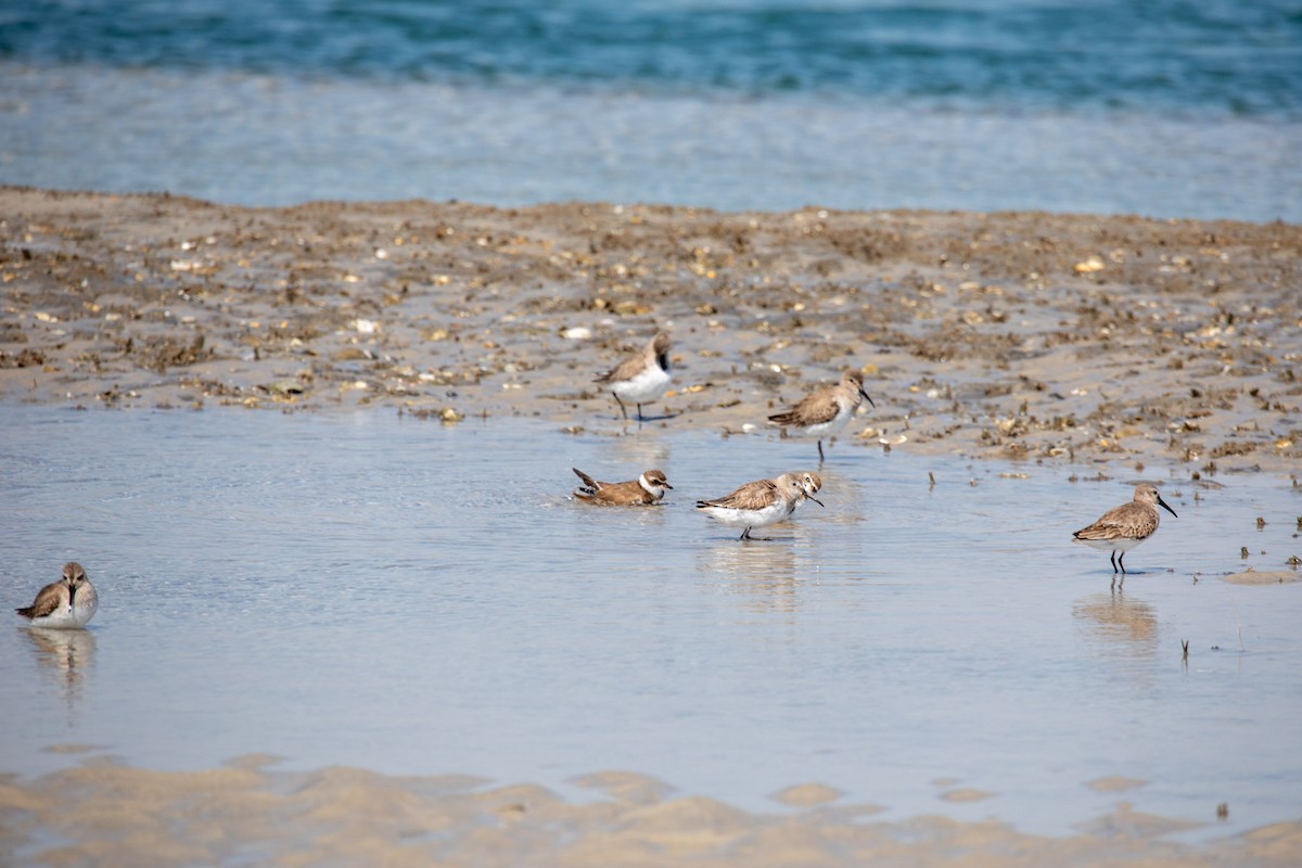 Semipalmated Plover - ML616181140