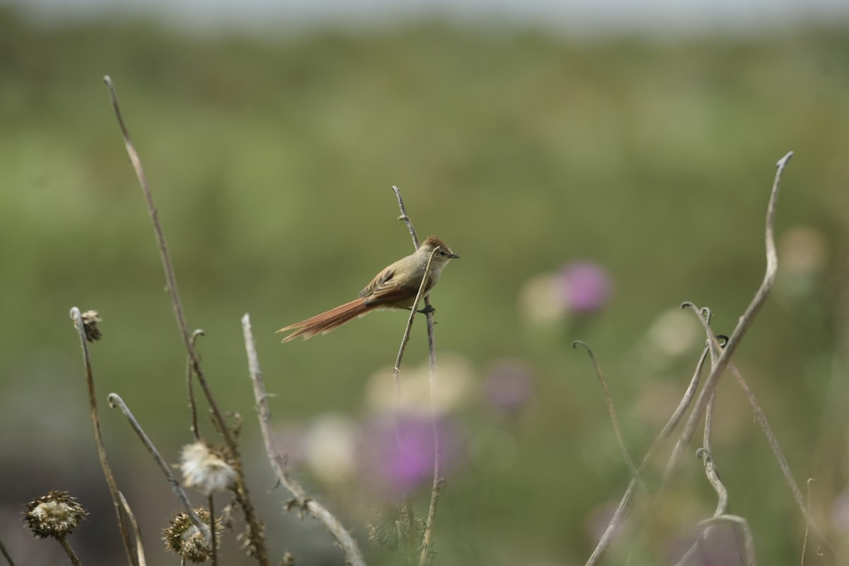 Brown-capped Tit-Spinetail - ML616181188