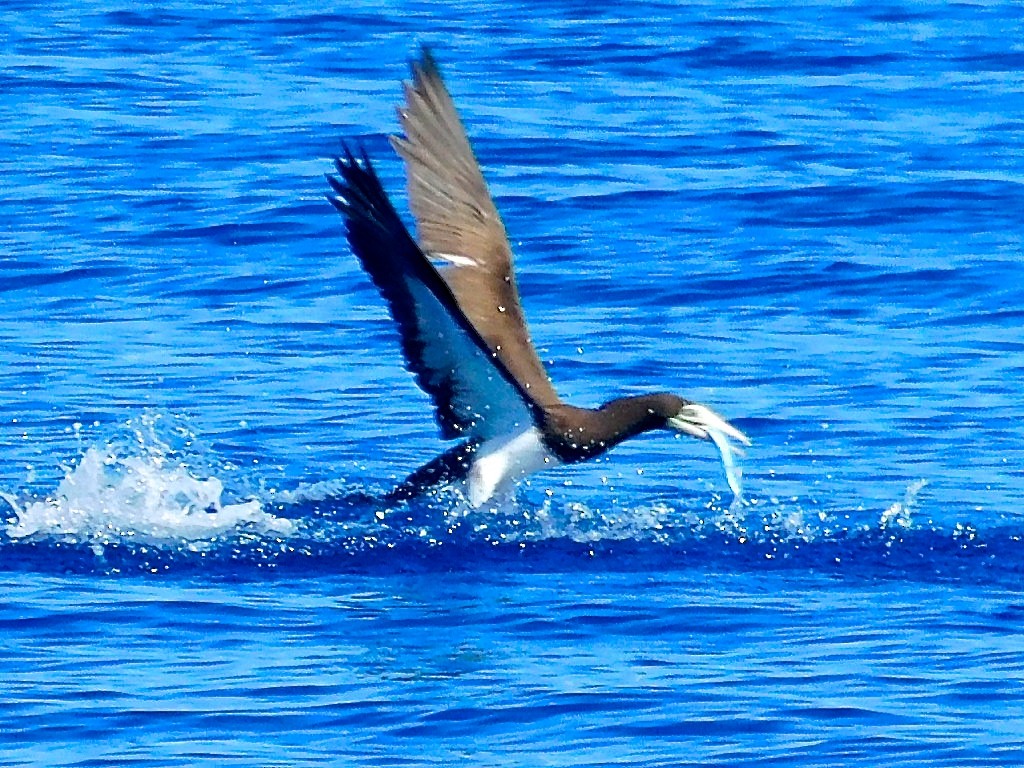 Brown Booby - ML616181205