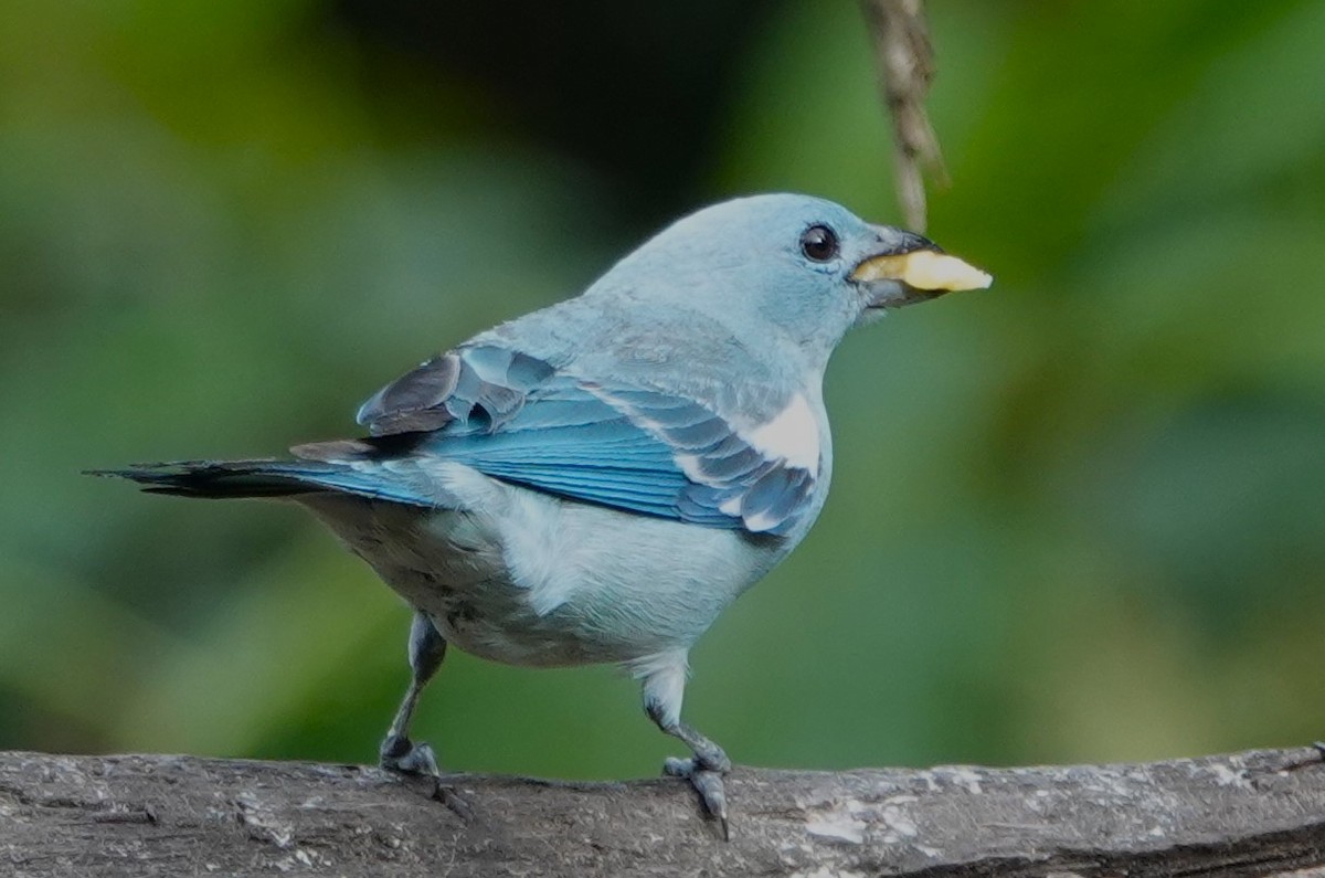 Blue-gray Tanager (White-edged) - Peter Blancher