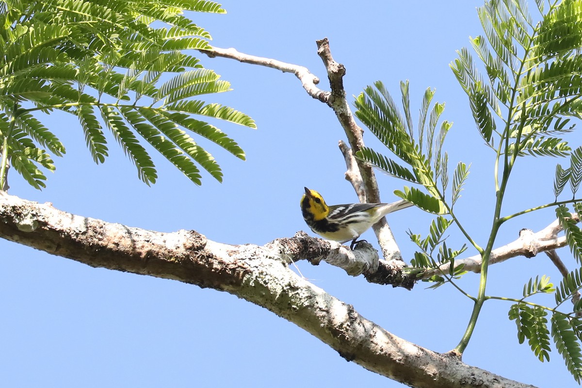 Black-throated Green Warbler - Linda Widdop