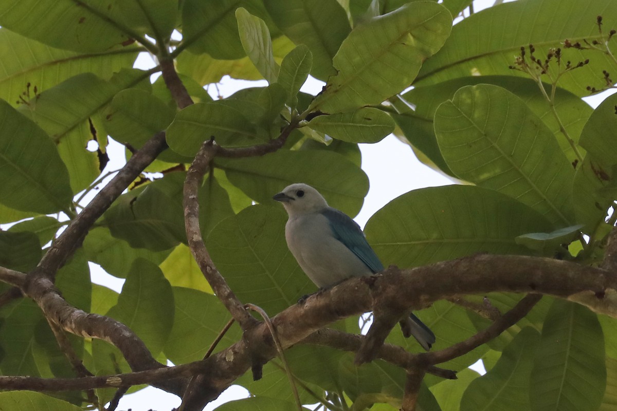 Blue-gray Tanager - ML616181318