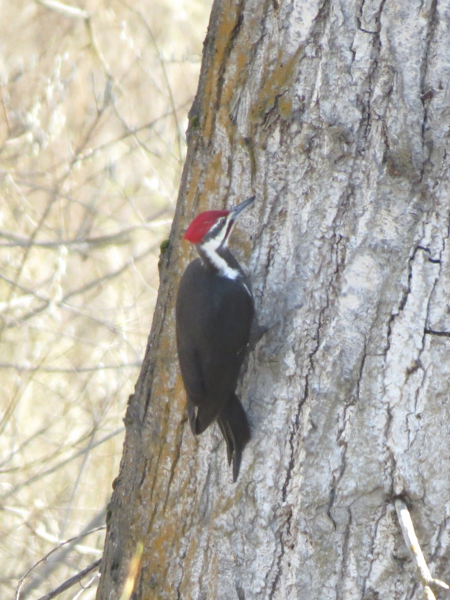 Pileated Woodpecker - Peter Lacey