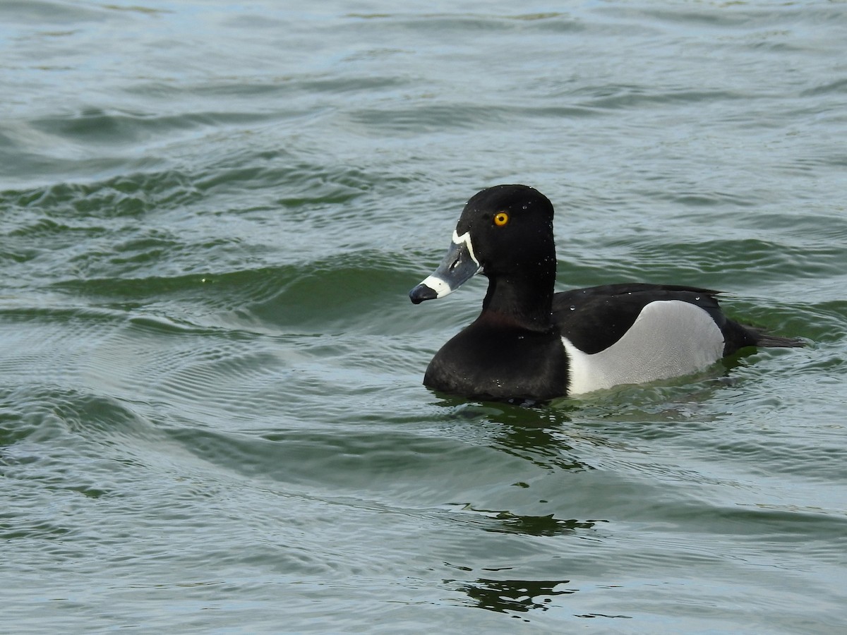 Ring-necked Duck - ML616181548
