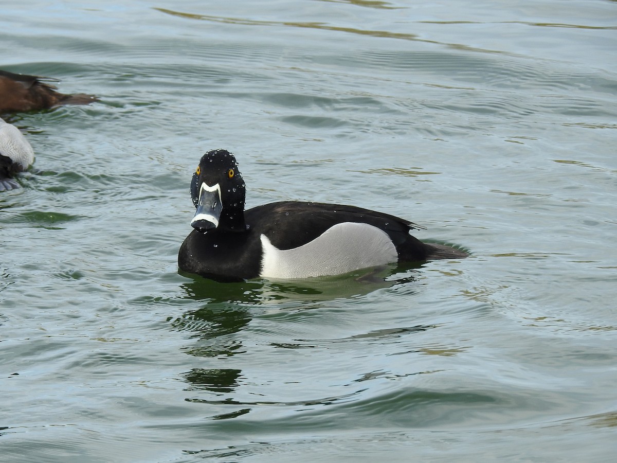 Ring-necked Duck - ML616181549