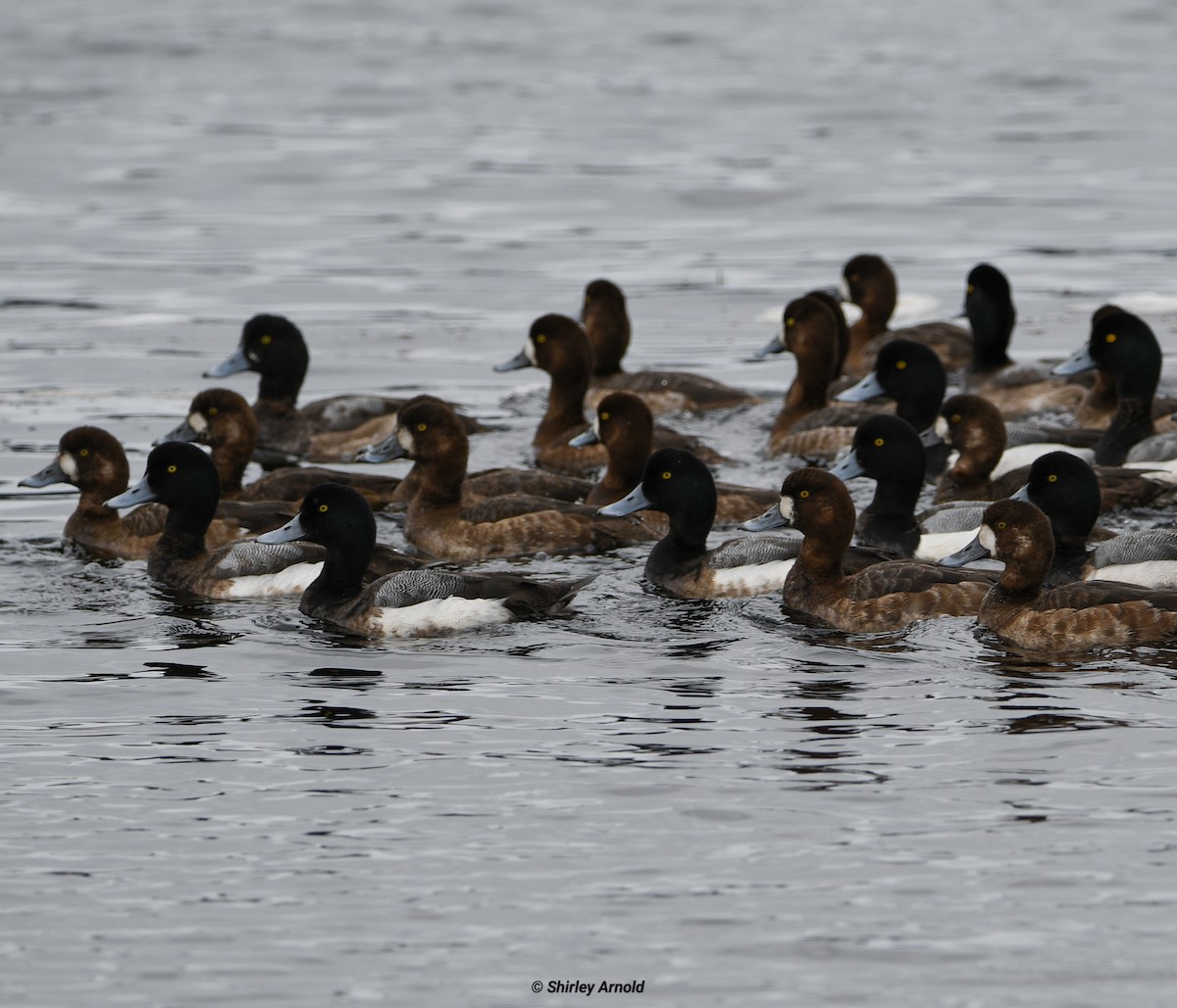Greater Scaup - ML616181577