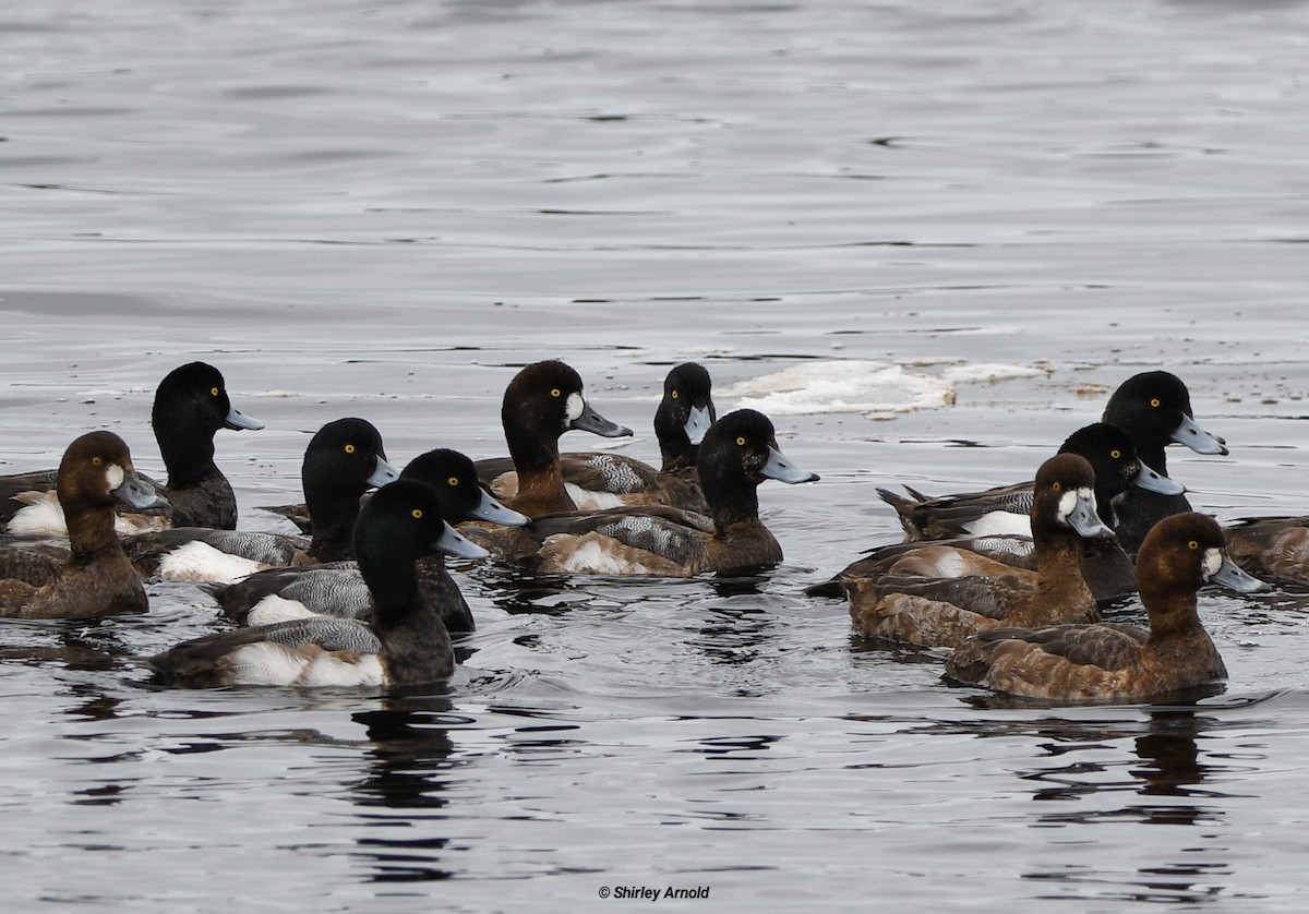 Greater Scaup - ML616181578