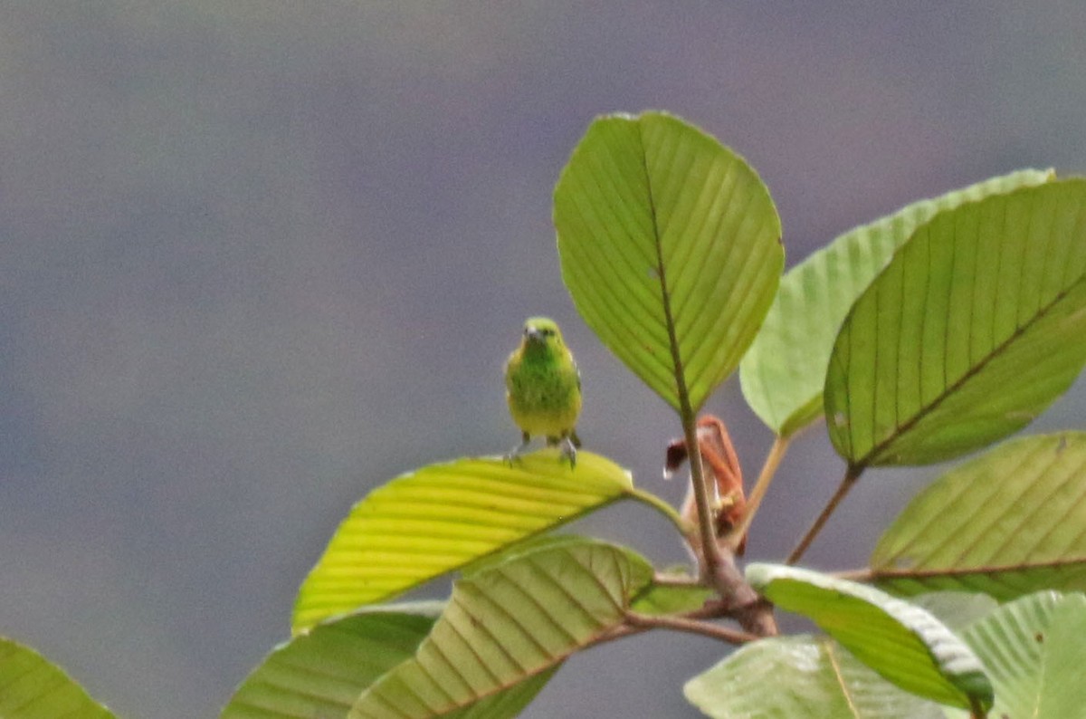 Yellow-bellied Tanager - ML616181587