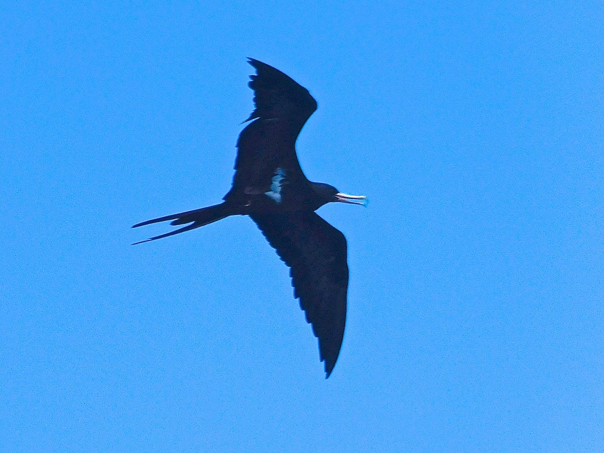Lesser Frigatebird - ML616181662