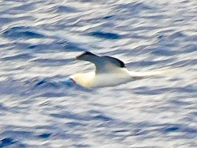Masked Booby - ML616181754