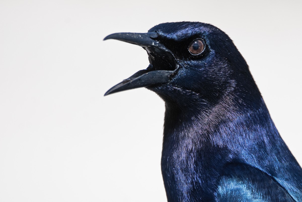 Boat-tailed Grackle - ML616181757