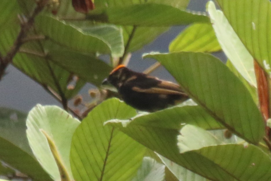 Fulvous-crested Tanager - ML616181781