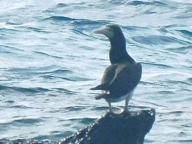 Brown Booby - ML616181862
