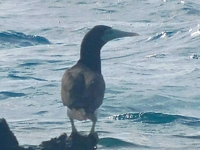 Brown Booby - ML616181869