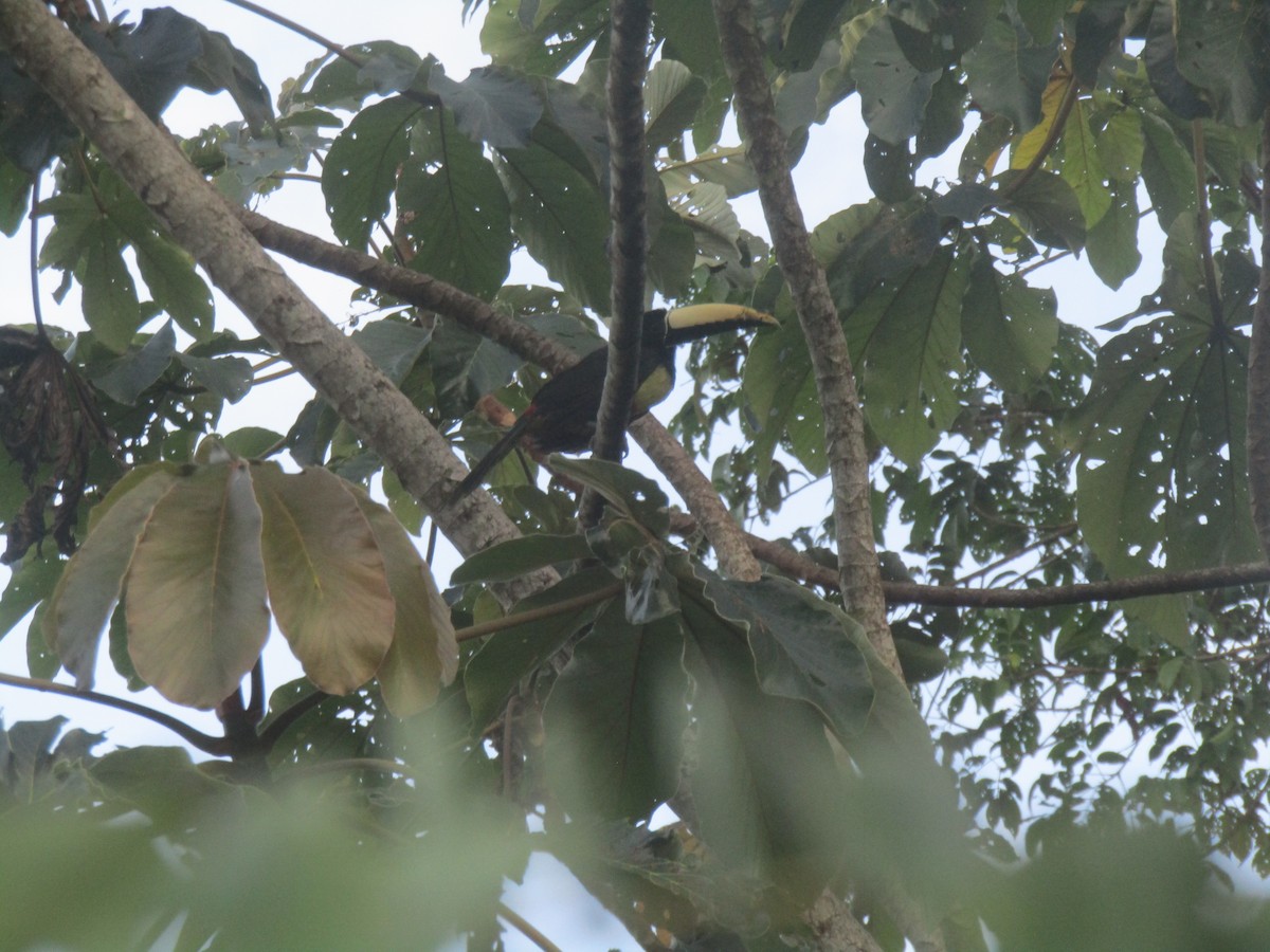 Black-necked Aracari - ML616182035