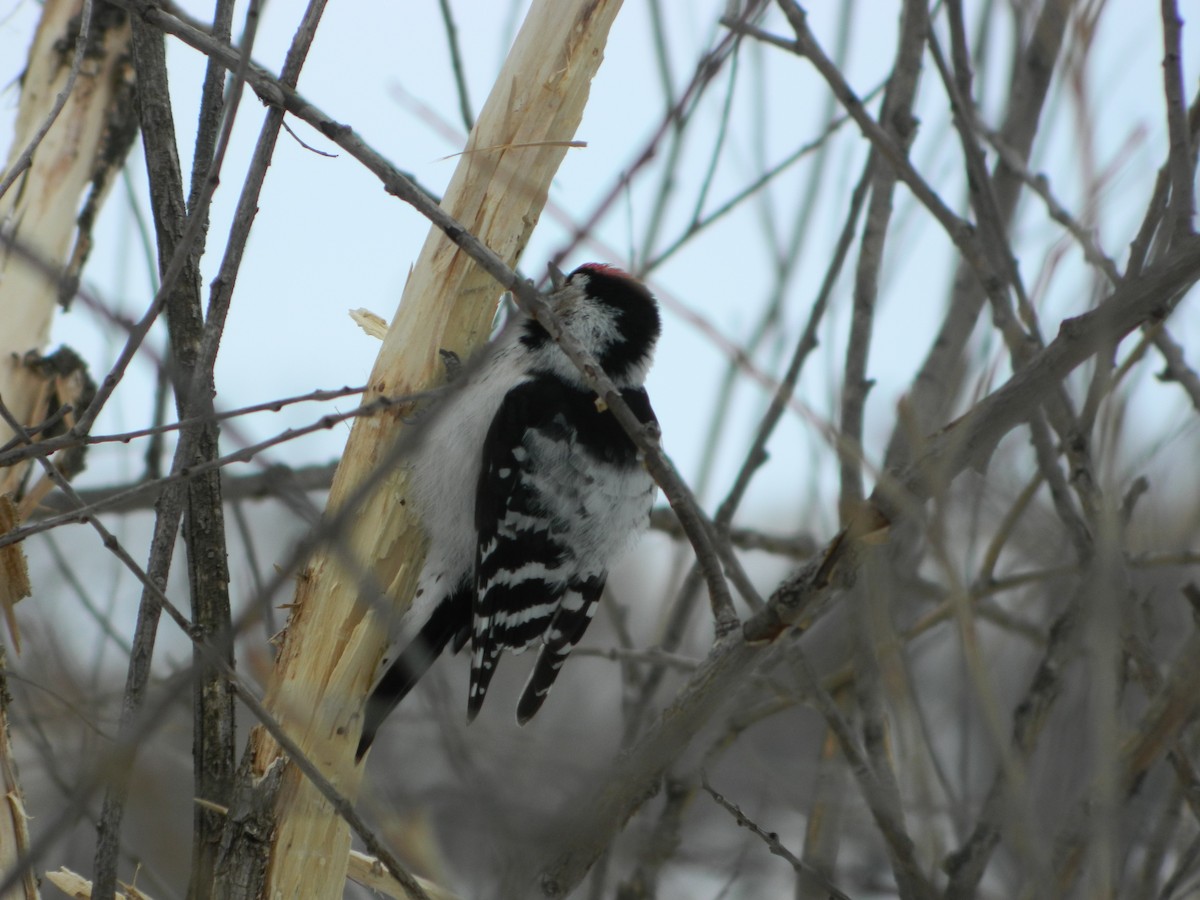 Lesser Spotted Woodpecker - Vladimir Murmilo
