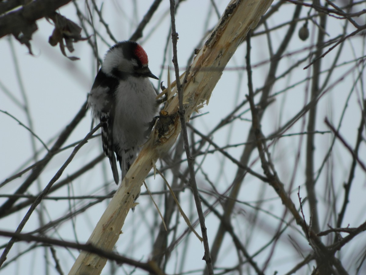 Lesser Spotted Woodpecker - Vladimir Murmilo
