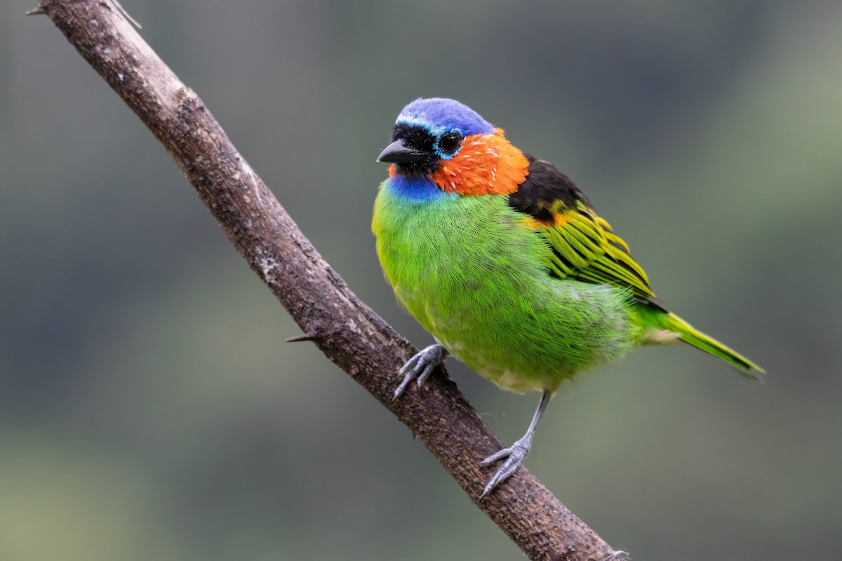 Red-necked Tanager - ML616182132
