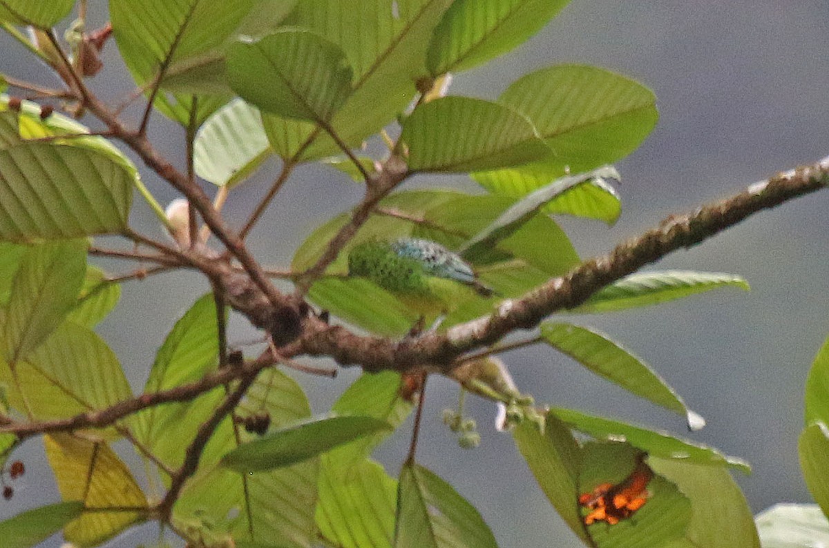 Yellow-bellied Tanager - ML616182173