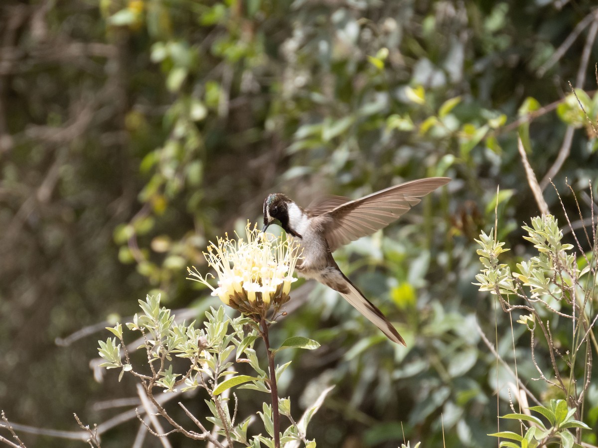 kolibřík výšinový - ML616182233