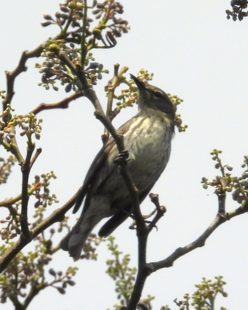 Cape May Warbler - ML616182340