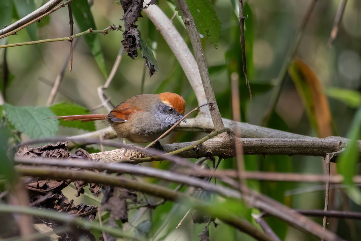 Rufous-capped Spinetail - ML616182373