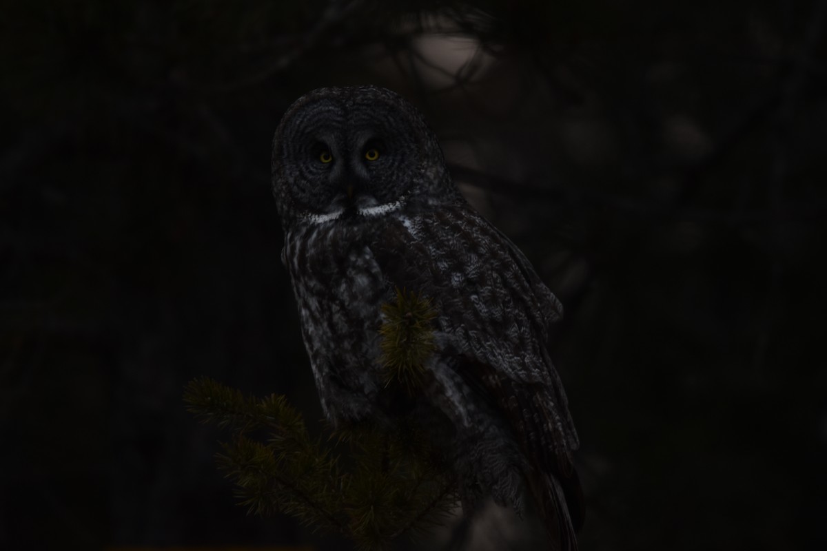 Great Gray Owl - ML616182384
